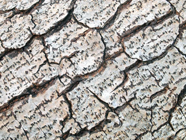 Patrón de fondo de textura de árbol de madera vieja —  Fotos de Stock