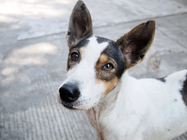 Straßenhund — Stockfoto