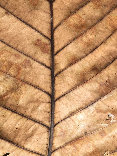 Doku ağaç yaprağı sonbahar sonbahar aylarında beyaz zemin üzerine — Stok fotoğraf
