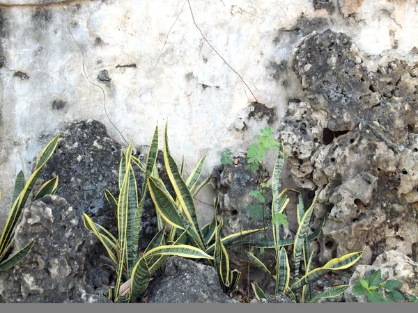 Planta crece en pared vieja —  Fotos de Stock