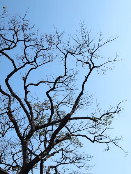 Silhouette tree — Stock Photo, Image