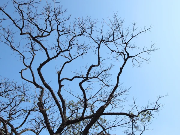 Silhouettenbaum — Stockfoto