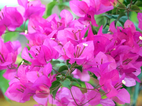Pink Bougainvillea flowers — Stock Photo, Image