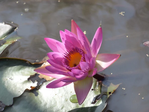 Pink lotus blossoms on water — Stock Photo, Image