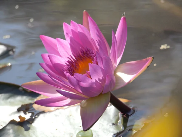 Pink lotus blossoms on water — Stock Photo, Image