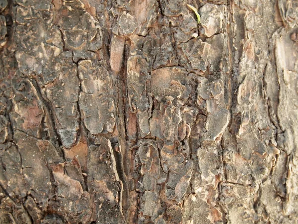 Patrón de fondo de textura de árbol de madera vieja — Foto de Stock