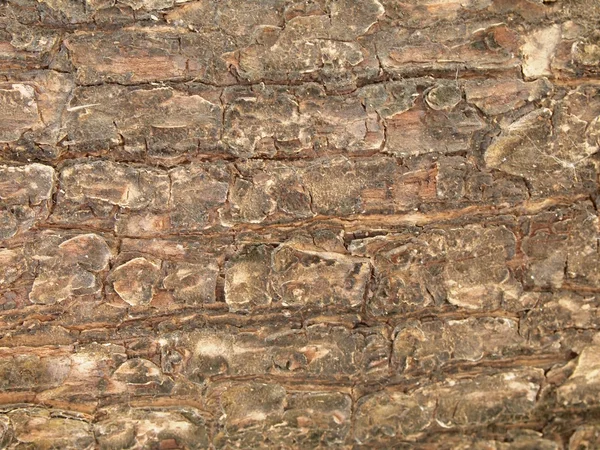 Patrón de fondo de textura de árbol de madera vieja —  Fotos de Stock