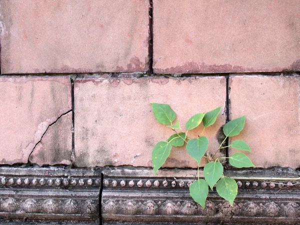 Plant grows in old wall — Stock Photo, Image