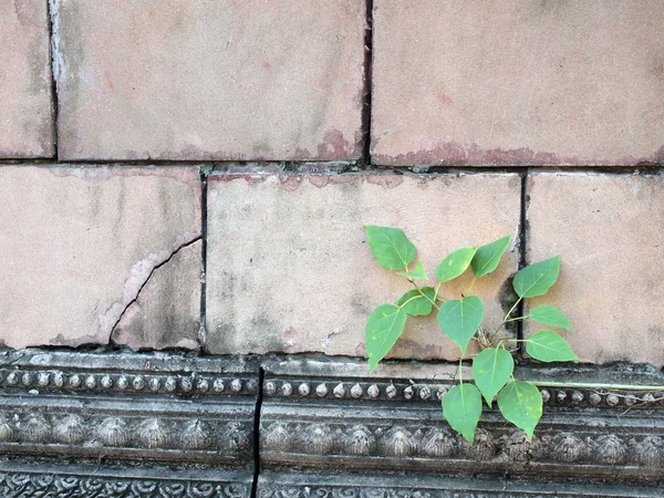 Duvar eski bitki büyür — Stok fotoğraf
