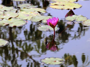 güzel, lotus arka plan