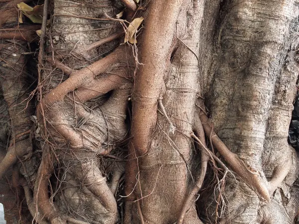 Tronco dell'albero — Foto Stock