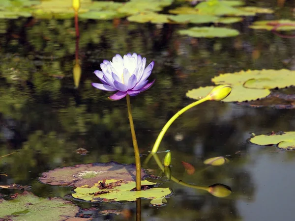 Flores de loto púrpura en el agua — Foto de Stock