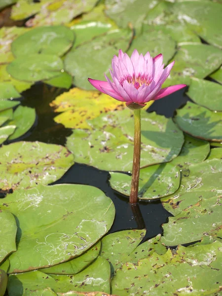 Krásné lotus pozadí — Stock fotografie