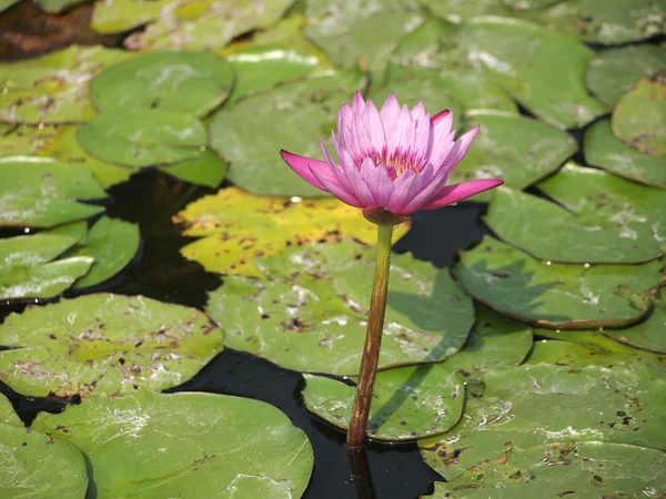 Krásné lotus pozadí — Stock fotografie