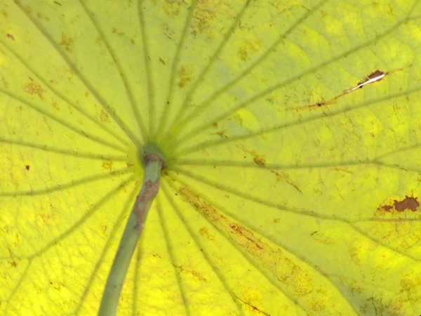 From down below a lotus leaf — Stock Photo, Image