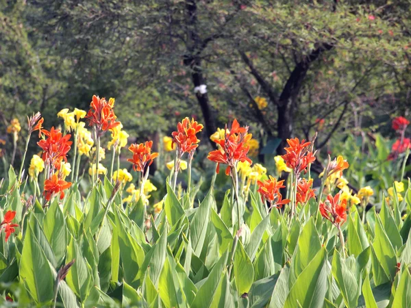 Bonito jardín de flores cuidado — Foto de Stock