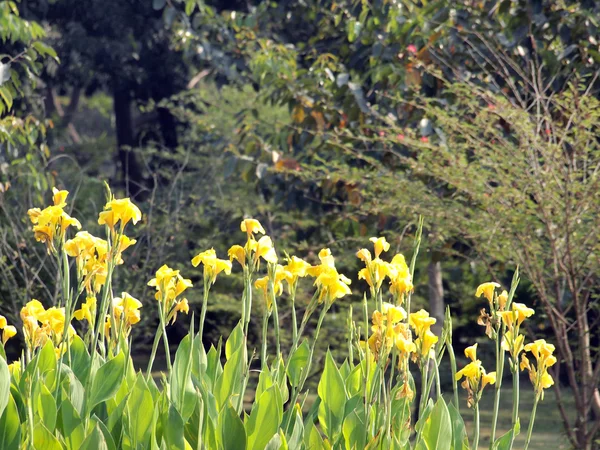 Joli jardin fleuri soigné — Photo