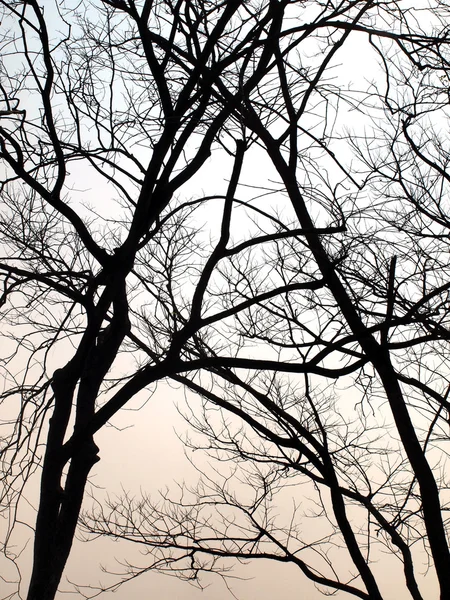 Silhouettenbaum — Stockfoto