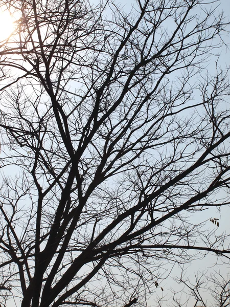 Árbol de silueta —  Fotos de Stock