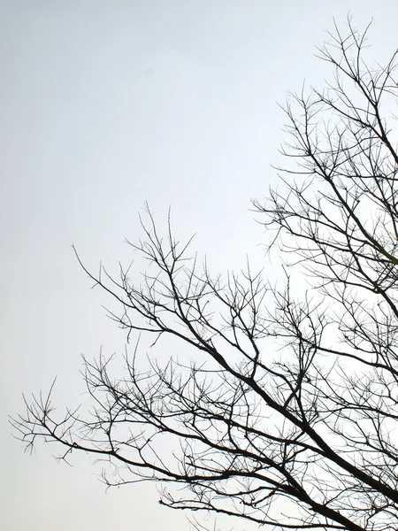 Árbol de silueta —  Fotos de Stock