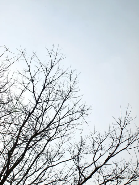 Silhouette tree — Stock Photo, Image