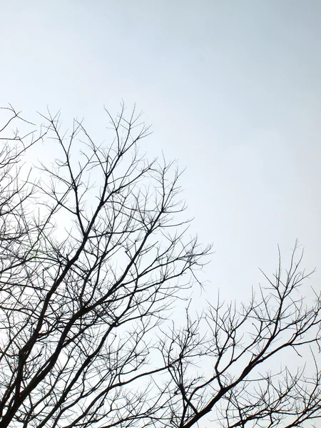 Silhouettenbaum — Stockfoto