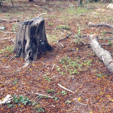 bir ağaç kütüğü fotoğrafı