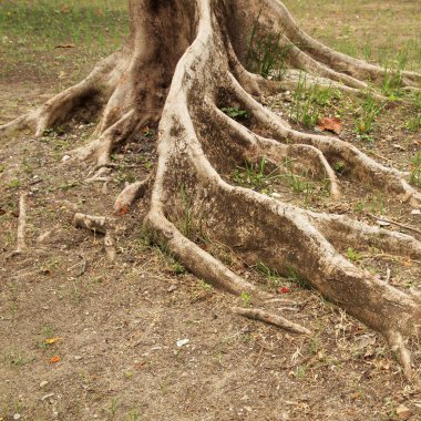 Orman Ağaç kökleri ile