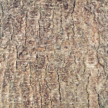 ağaç kabuğu arkaplanı