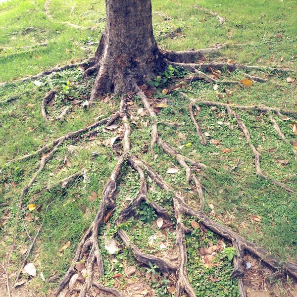 Árbol forestal con raíces — Foto de Stock