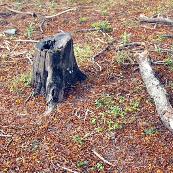 Egy fatönkön-fotó — Stock Fotó