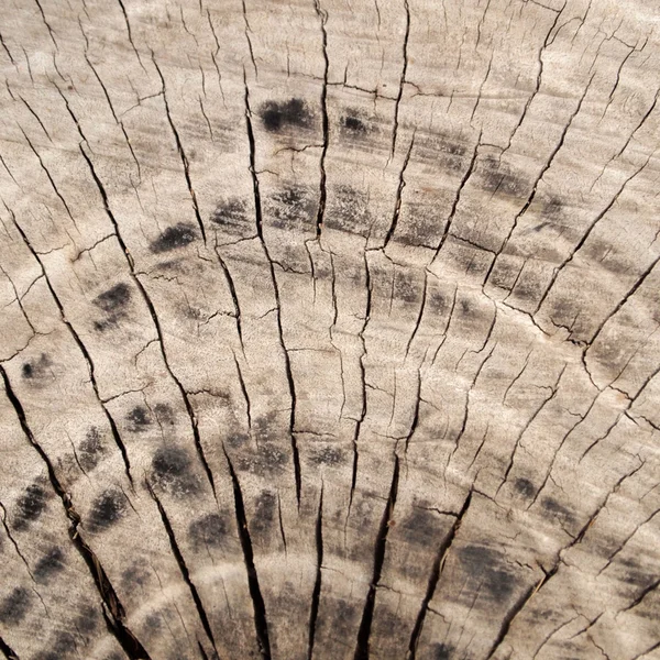Altes rissiges Holz — Stockfoto