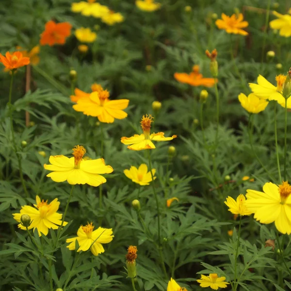 Yellow flowers background — Stock Photo, Image