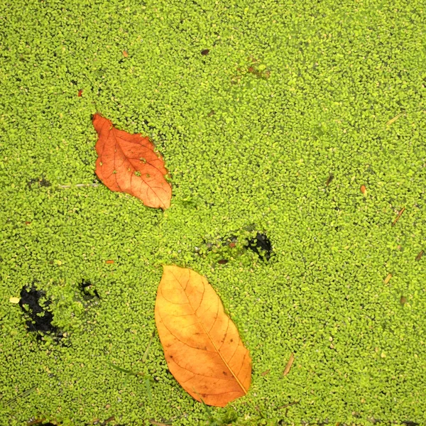 Листья на фоне утки — стоковое фото