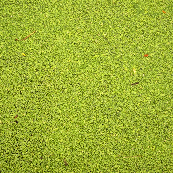 Feuille sur au milieu de l'herbe à canard — Photo
