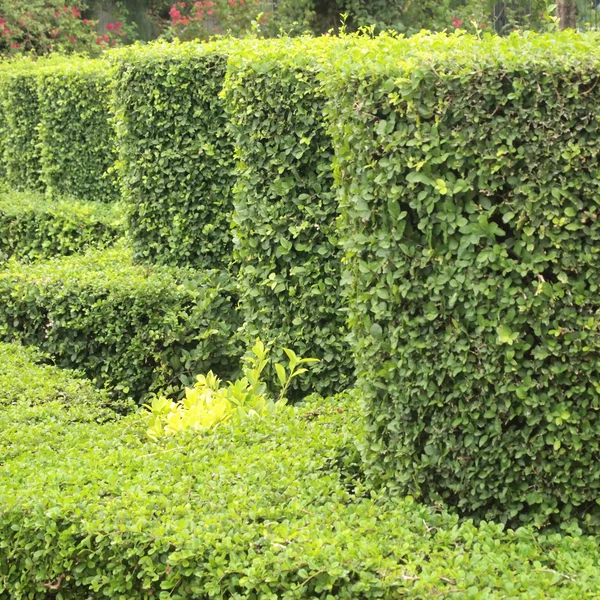 Shrub fence — Stock Photo, Image