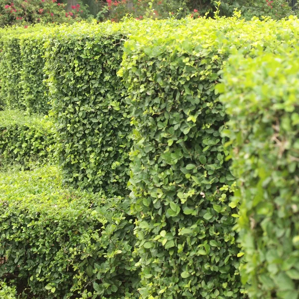 Shrub fence — Stock Photo, Image