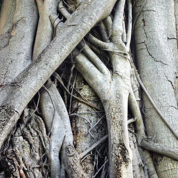 Gros plan de racines de tronc d'arbre banyan avec des sculptures — Photo