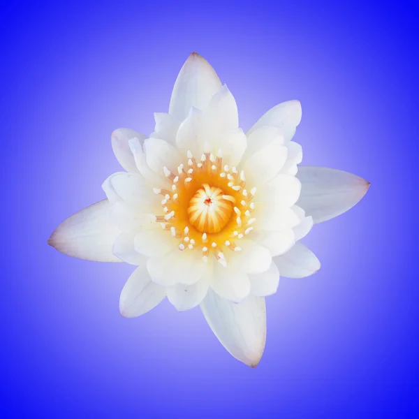 White lotus with blue background — Stock Photo, Image