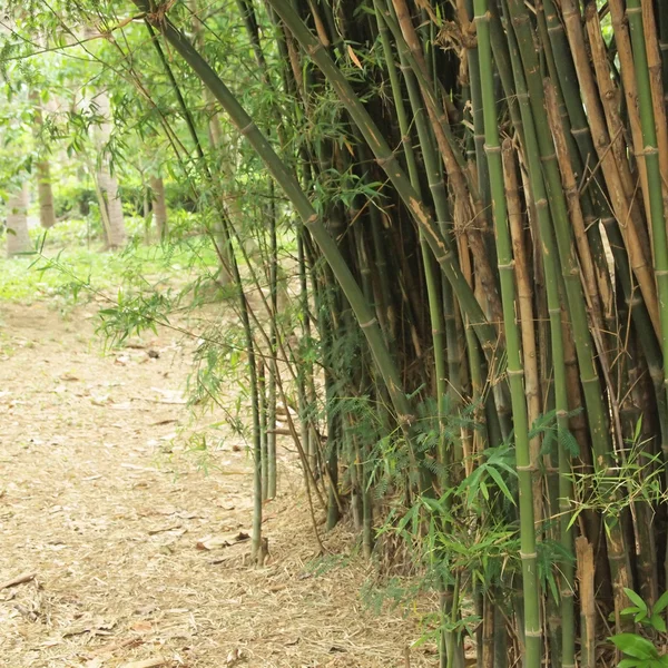 Bosque de bambú. Árboles de fondo dentro de la selva tropical — Foto de Stock