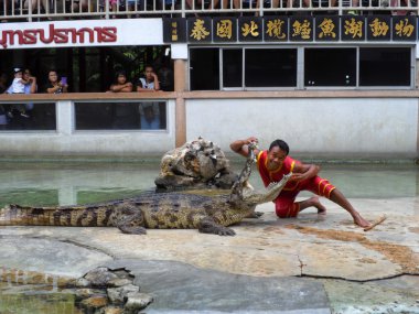 Samutprakarn, Tayland - 2 Ağustos 2014: Timsah Timsah çiftliği Samutprakarn, Tayland için göstermek. Bu heyecan verici göstermeleridir turist ve Tay insanlar arasında çok ünlü arasında