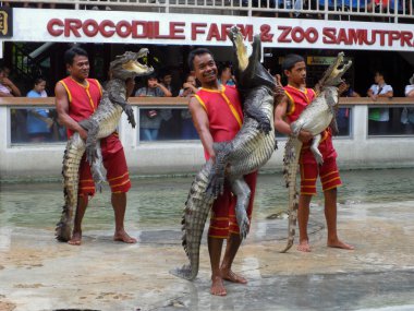 Samutprakarn, Tayland - 2 Ağustos 2014: Timsah Timsah çiftliği Samutprakarn, Tayland için göstermek. Bu heyecan verici göstermeleridir turist ve Tay insanlar arasında çok ünlü arasında