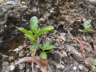 Küçük Ağaç Orta Taşı