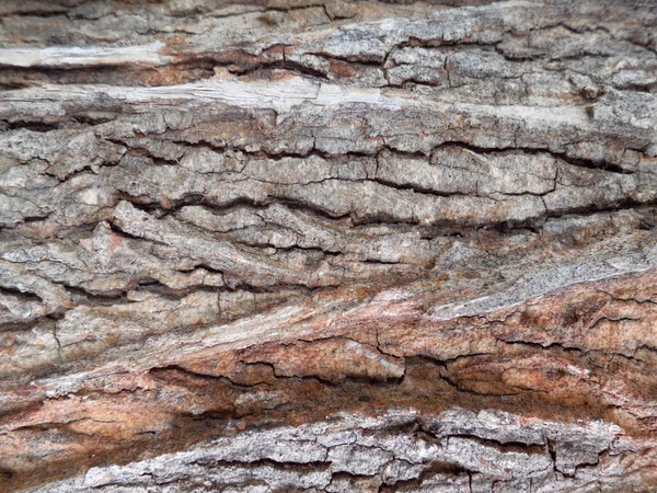 Bark of Elm. Seamless Tileable Texture — Stock Photo, Image