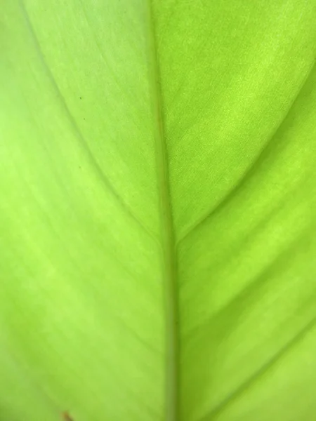 Textura de la hoja — Foto de Stock