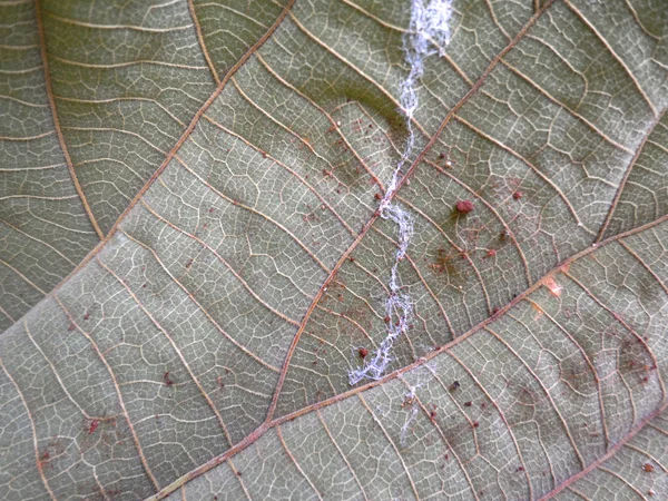 Texture tree leaf fall in autumn on white background — Stock Photo, Image