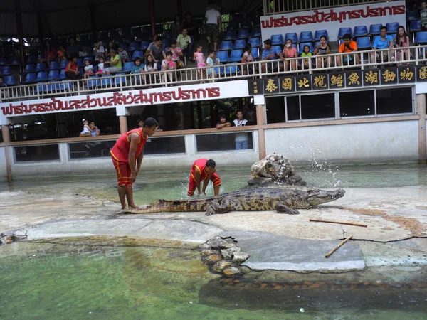 Samutprakarn, Tailândia - 2 de agosto de 2014: show de crocodilo na fazenda de crocodilos em Samutprakarn, Tailândia. Este show emocionante é muito famoso entre os turistas e tailandeses — Fotografia de Stock