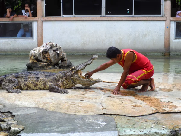 Samutprakarn, Tailândia - 2 de agosto de 2014: show de crocodilo na fazenda de crocodilos em Samutprakarn, Tailândia. Este show emocionante é muito famoso entre os turistas e tailandeses — Fotografia de Stock