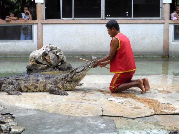 Samutprakarn, Tailândia - 2 de agosto de 2014: show de crocodilo na fazenda de crocodilos em Samutprakarn, Tailândia. Este show emocionante é muito famoso entre os turistas e tailandeses — Fotografia de Stock