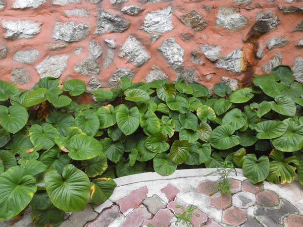 Verse groene bladeren — Stockfoto